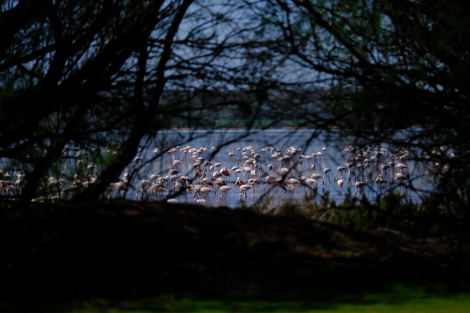 Miles de flamencos llegan a Fuente de Piedra tras las lluvias, en fotos.