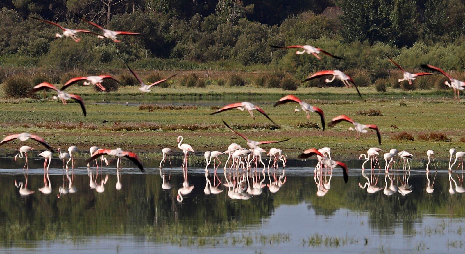 Flamencos en Doñana.