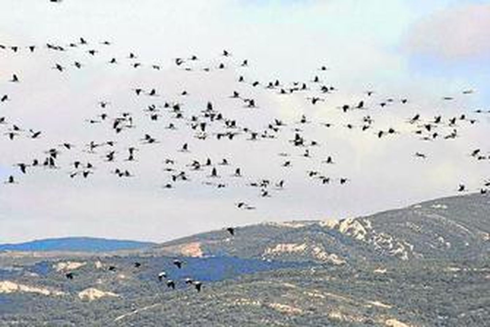 Una bella bandada de grullas recorre el cielo en una imagen tomada en la vecina comarca de La Janda.