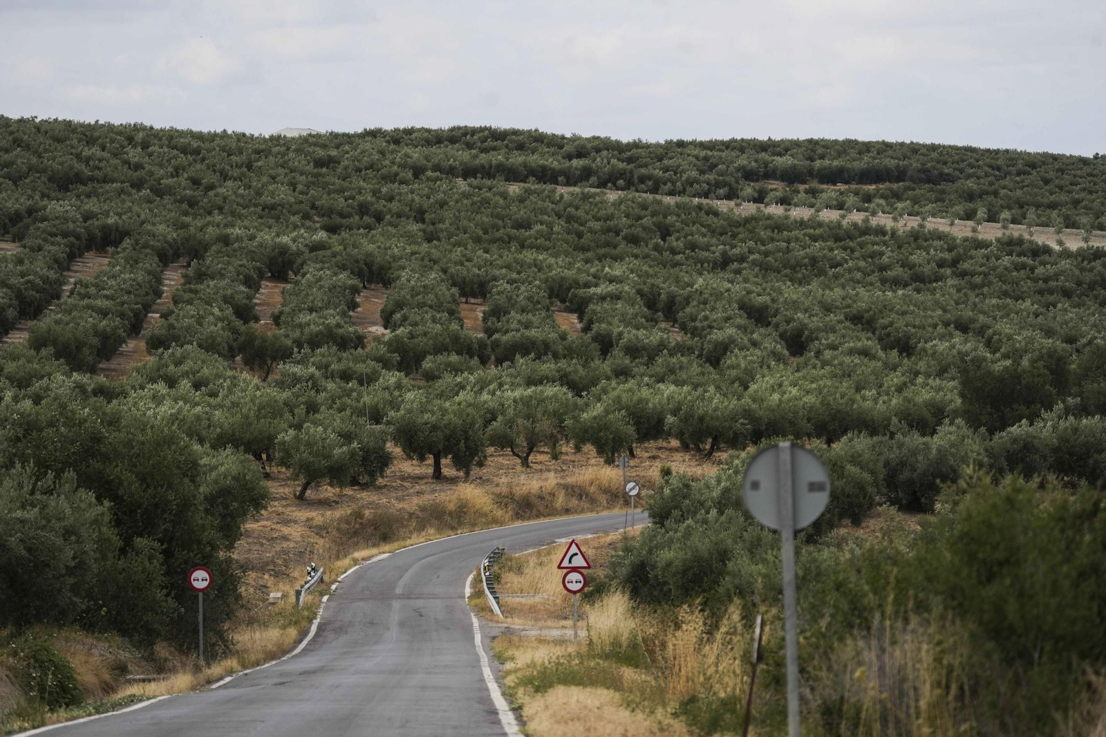 Olivar en Castro del Río