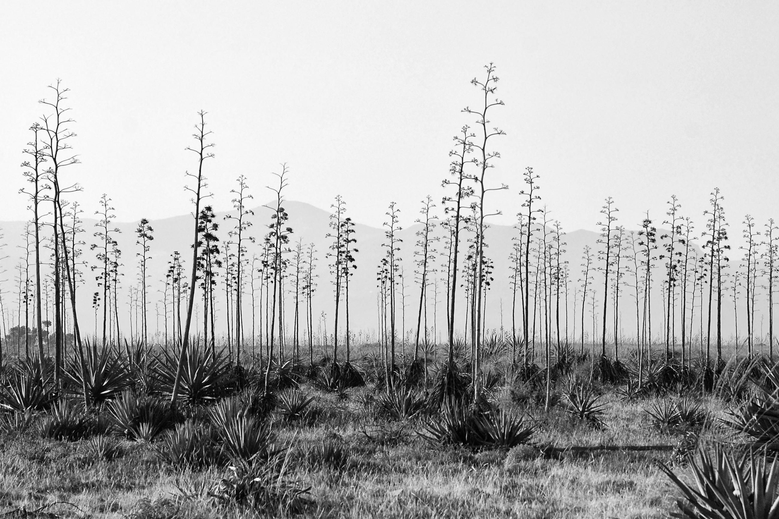 La postal de José Tomás Rojas, ‘Observadores’, (Almería).