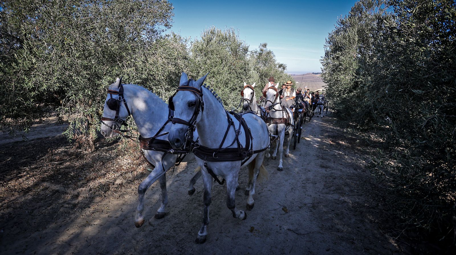 I Ruta de Carruajes Viñas de Jerez