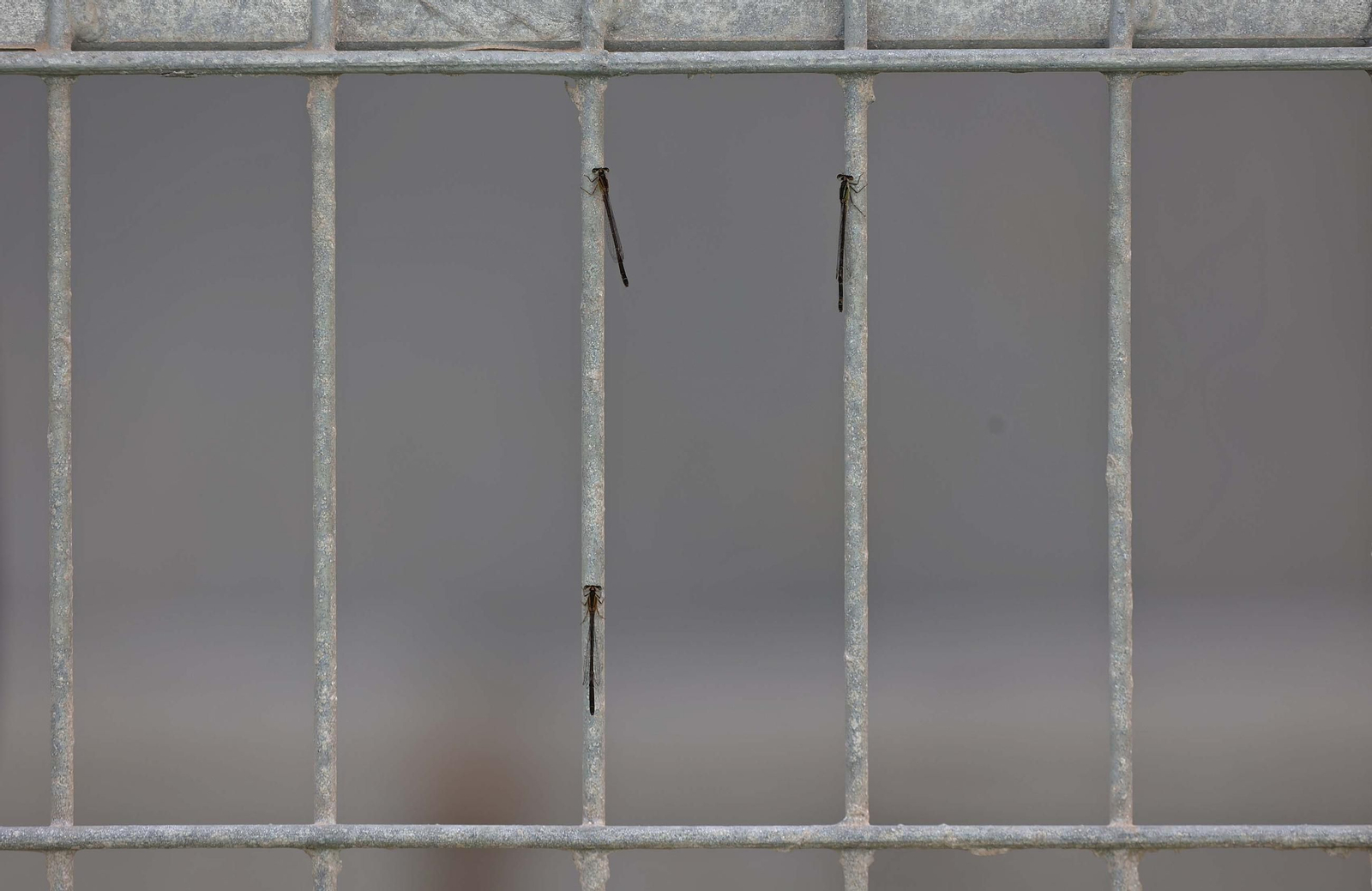 Las mejores fotos del Balona - Torremolinos