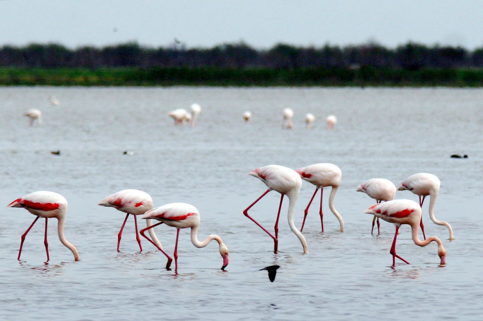 Flamencos en la marisma de Doñana.
