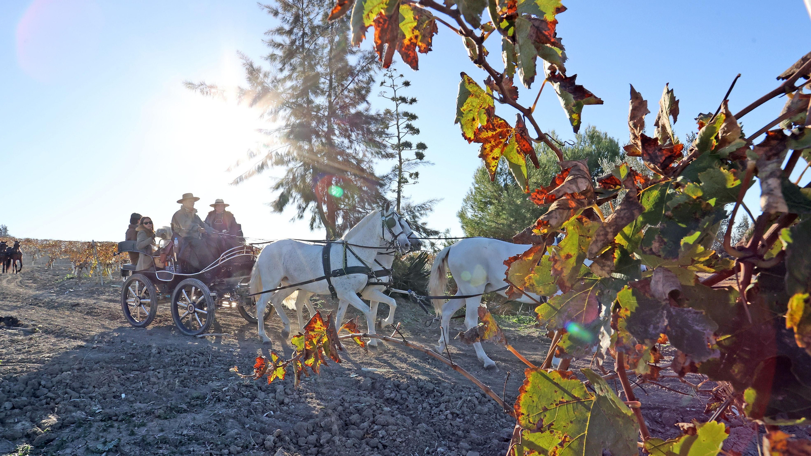 II Ruta Viñas de Jerez