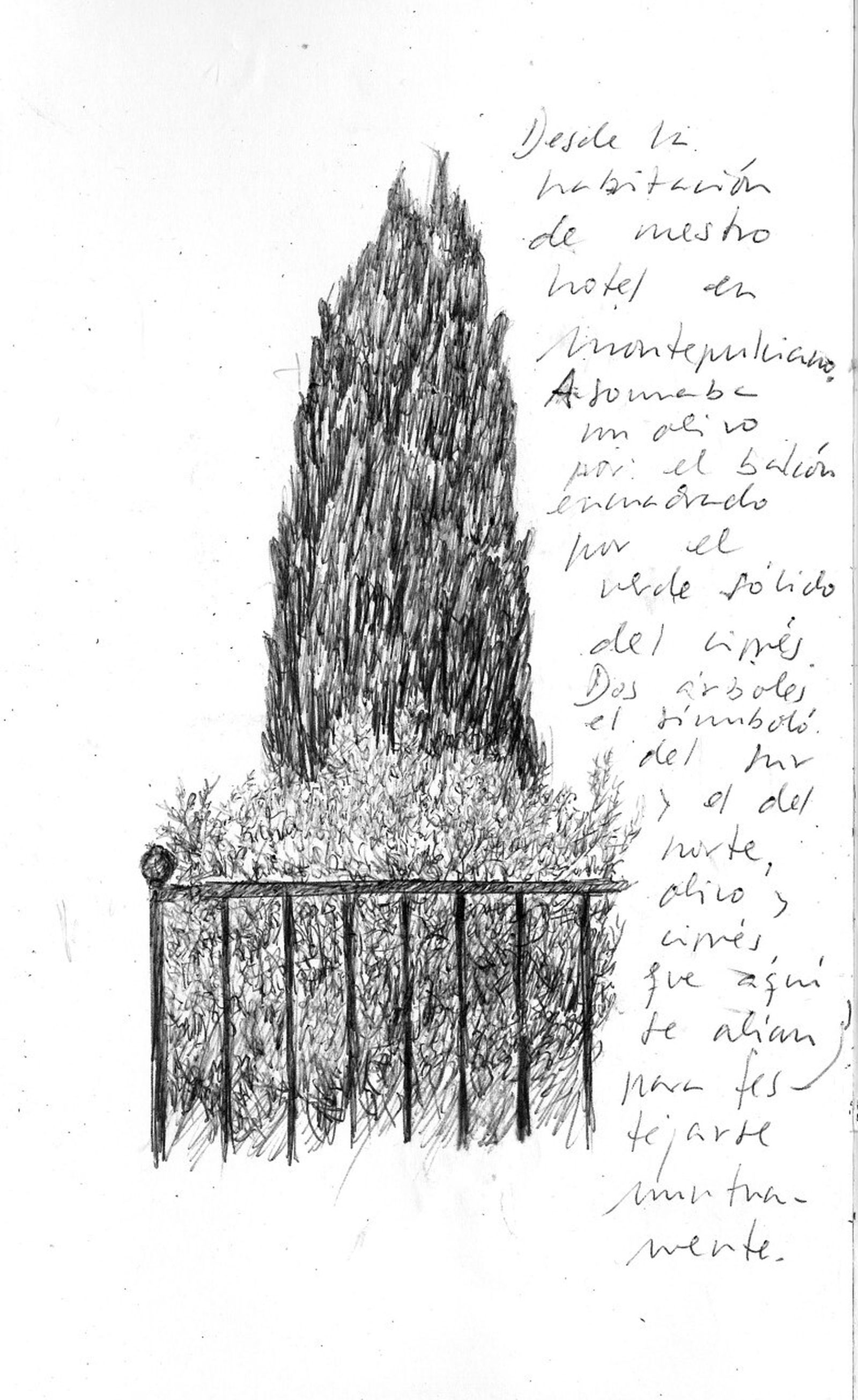 El olivo y el ciprés plasmados en el libro.