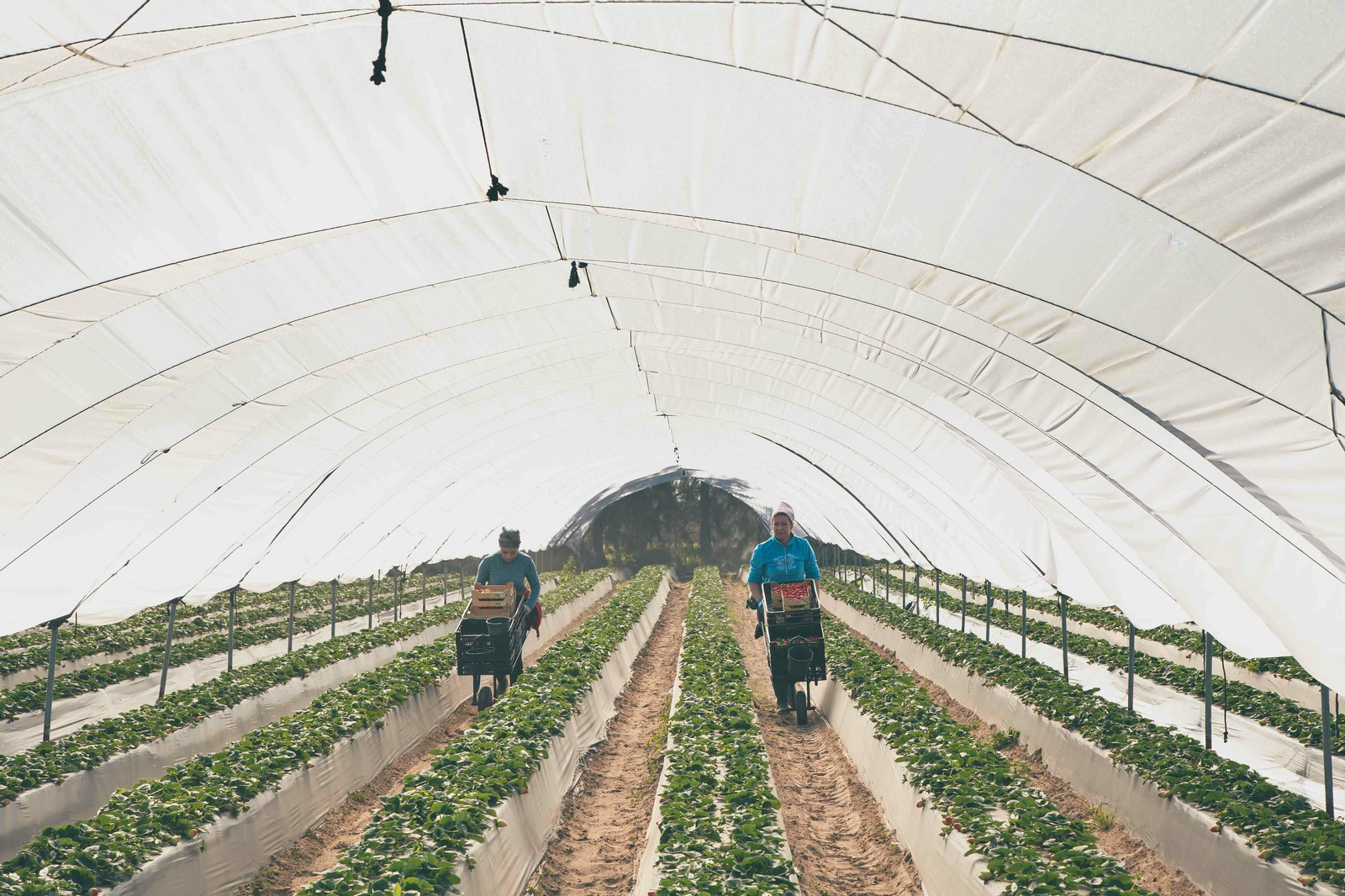 Huelva lidera el récord histórico de exportaciones de frutos rojos de Andalucía