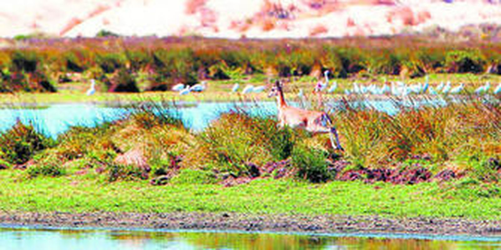 Laguna de Santa Olalla, en pleno corazón de Doñana.