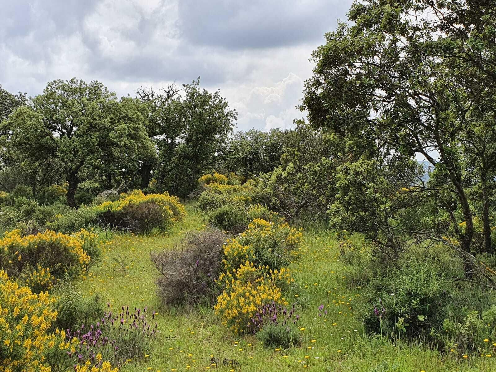 Las fotografías de la primavera en Los Pedroches