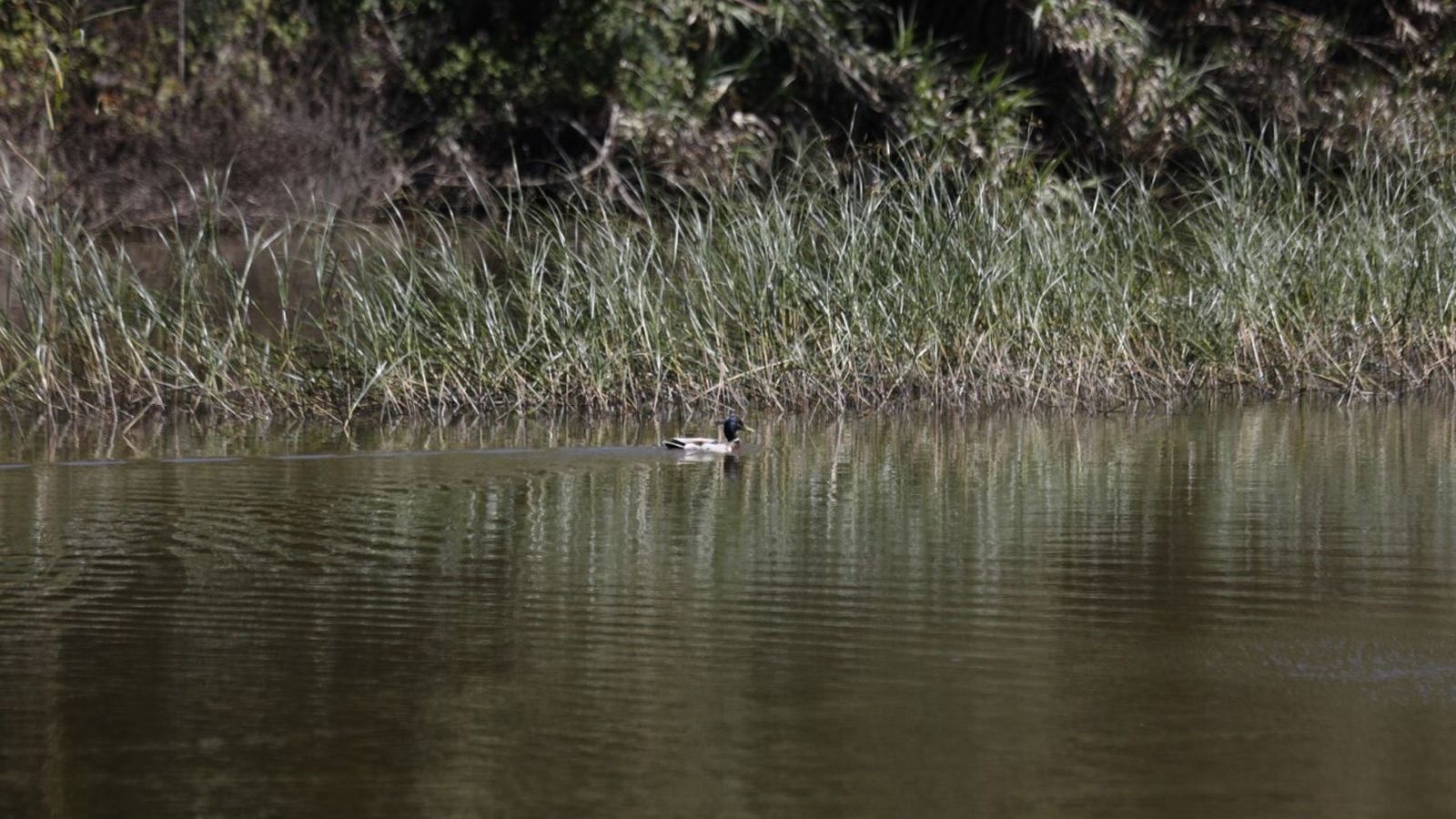 Humedales del Campo de Gibraltar