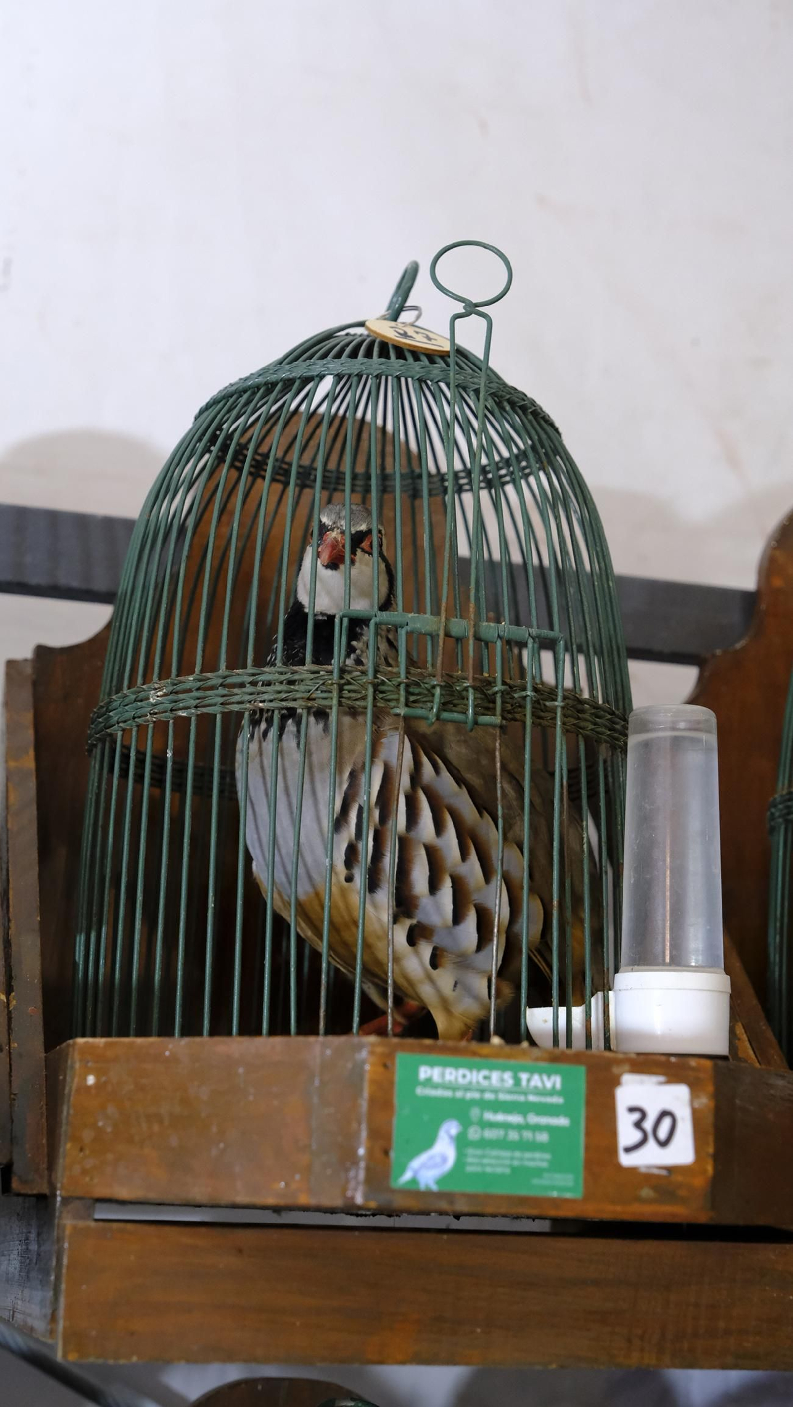 Las fotos de la Feria del Ganado y del Pájaro Perdiz en Albox