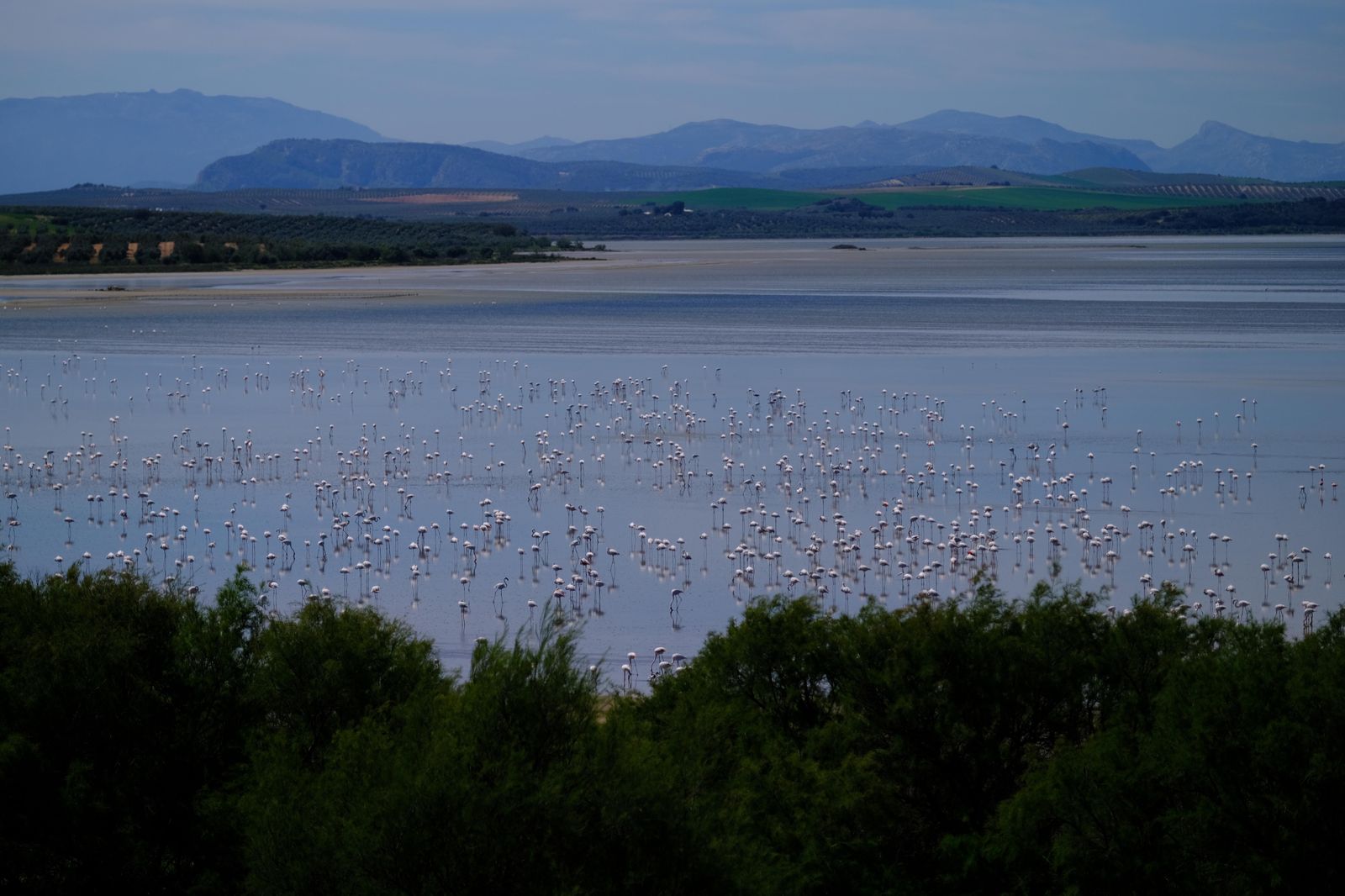 Miles de flamencos llegan a Fuente de Piedra tras las lluvias, en fotos.