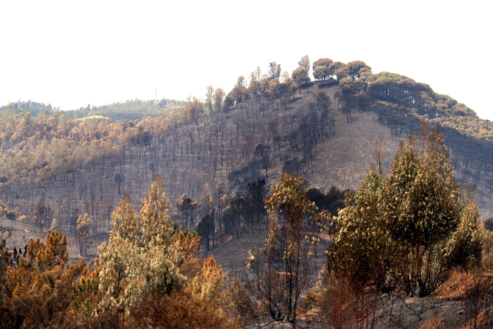 El monte ennegrecido y arrasado, en Almonaster la Real.