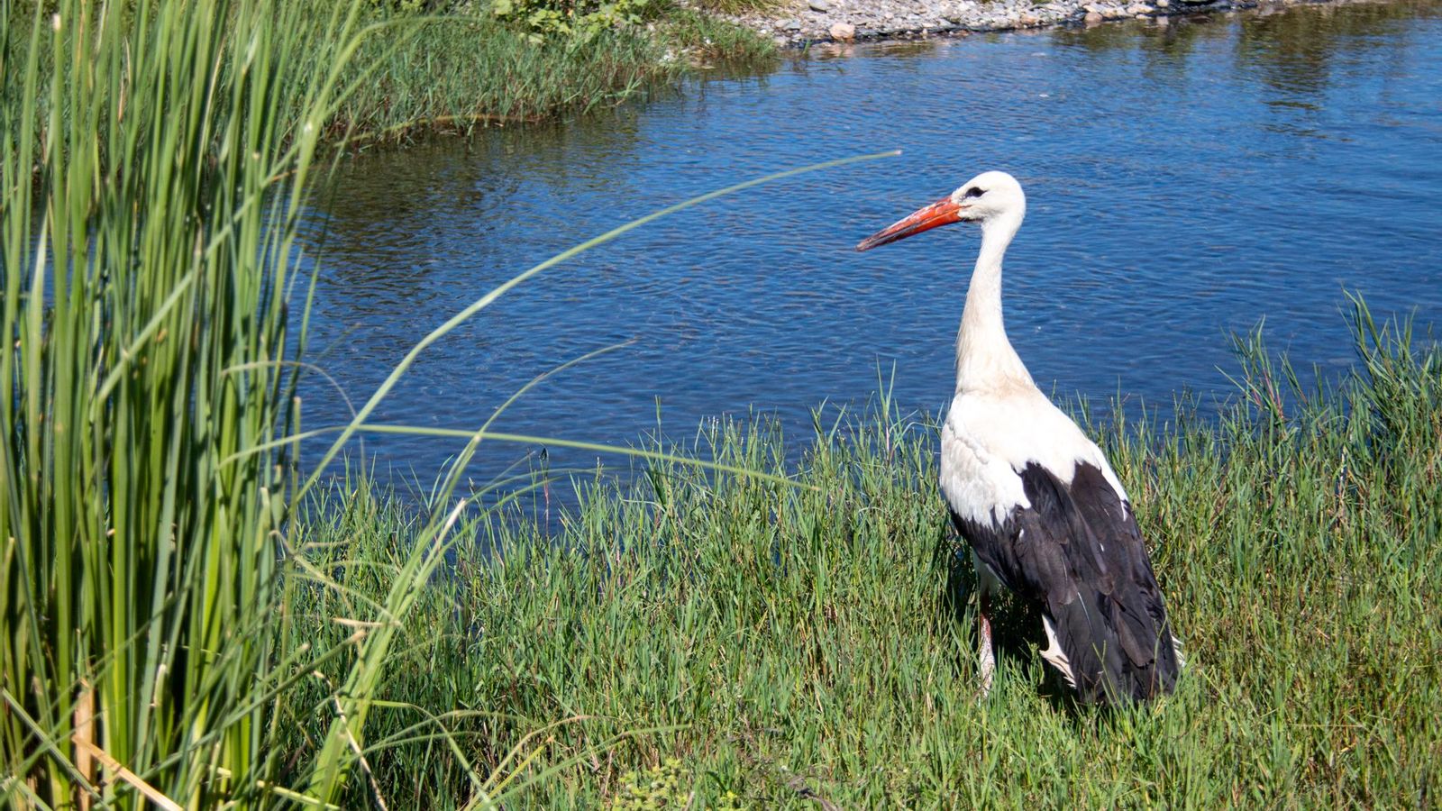 Una de las cigüeñas liberadas en la Costa de Granada