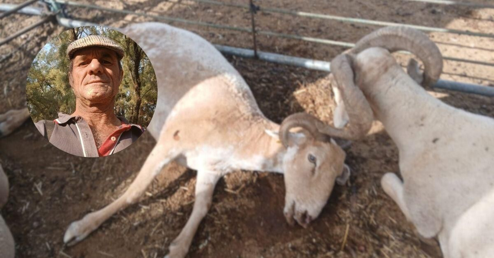 Antonio Campos es uno de los ganaderos jiennenses afectados por la lengua azul.