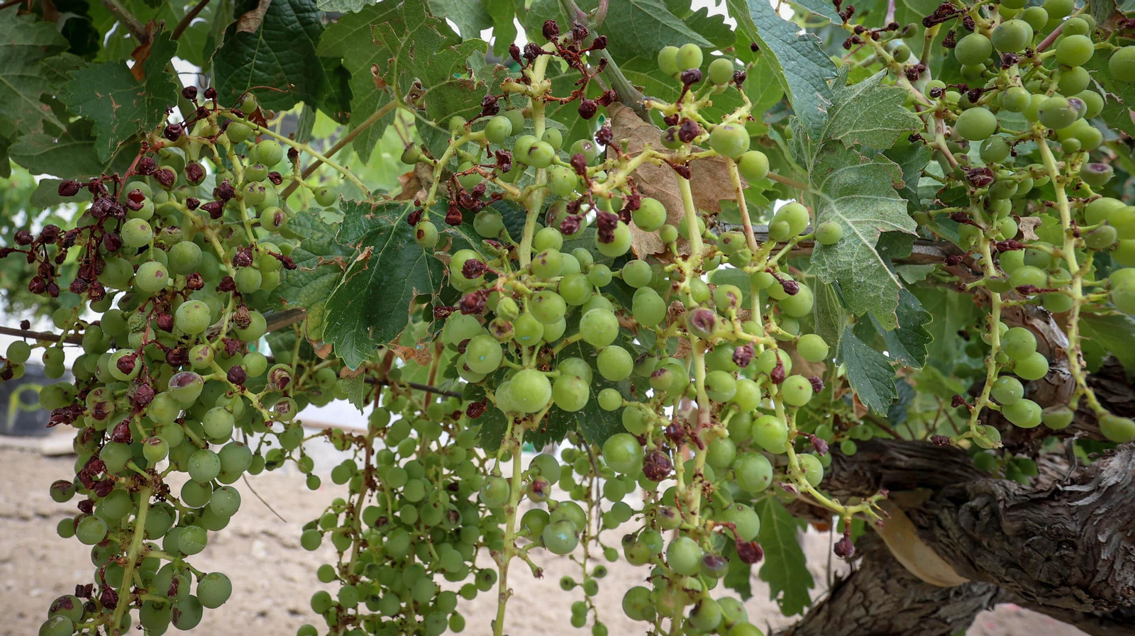 El pedrisco daña los viñedos de Trebujena