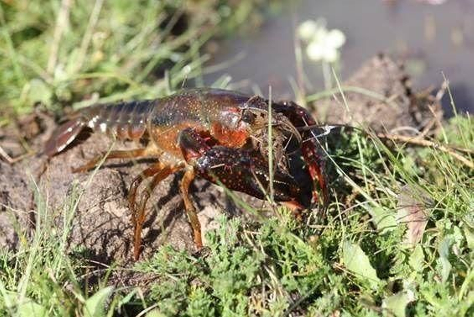 Ejemplar de cangrejo rojo americano en el caño de la Algaida de la Caquera, en Doñana.