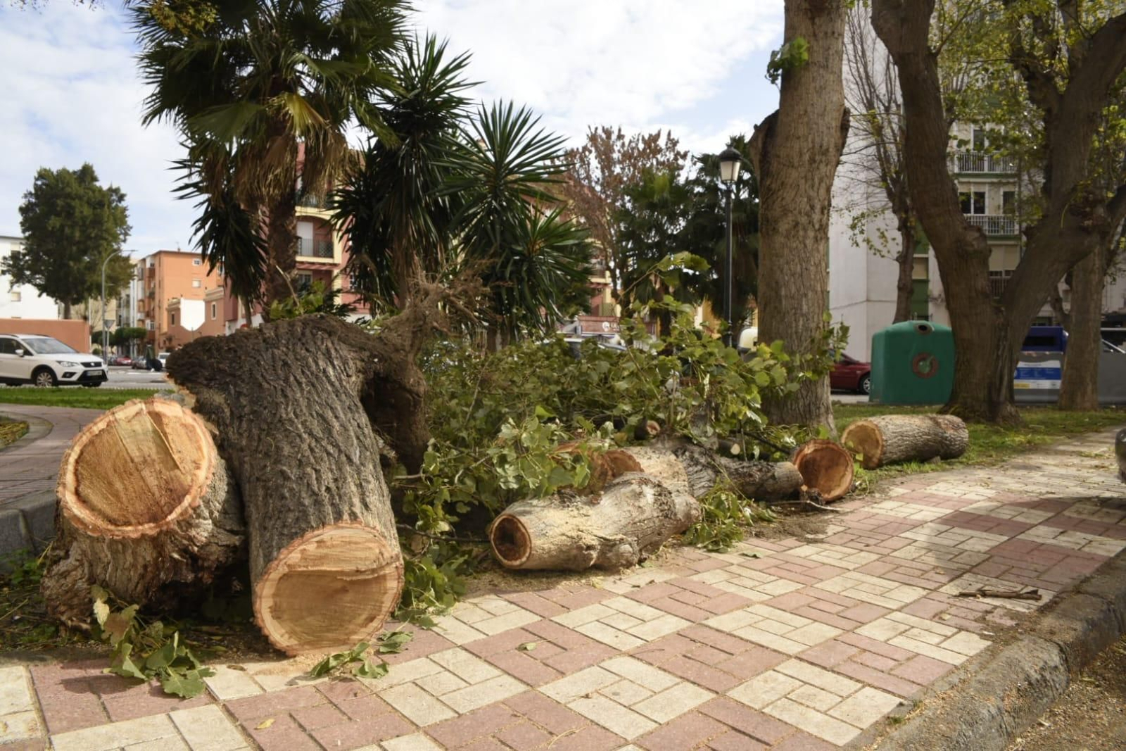 El árbol, ya retirado y cortado por los bomberos.