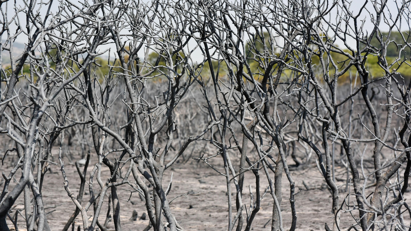 Fotos del incendio de Valdevaqueros que arrasó con 11 hectáreas de Parque Natural del Estrecho Las fotos de la zona afectada por el incendio de Valdevaqueros