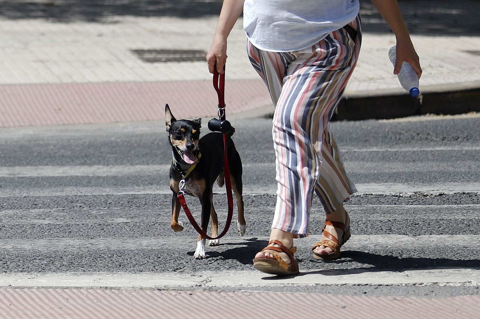 Un perro pasea por Huelva.