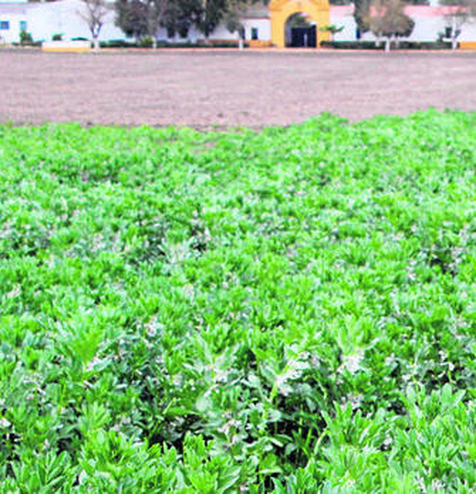 El difícil retorno de las leguminosas