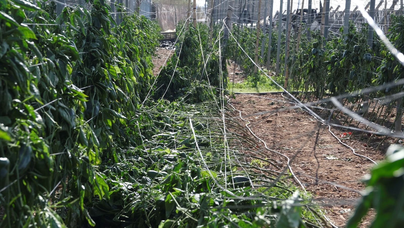 Líneas de pimientos lamuyo, arrancados por la fuerza del viento.