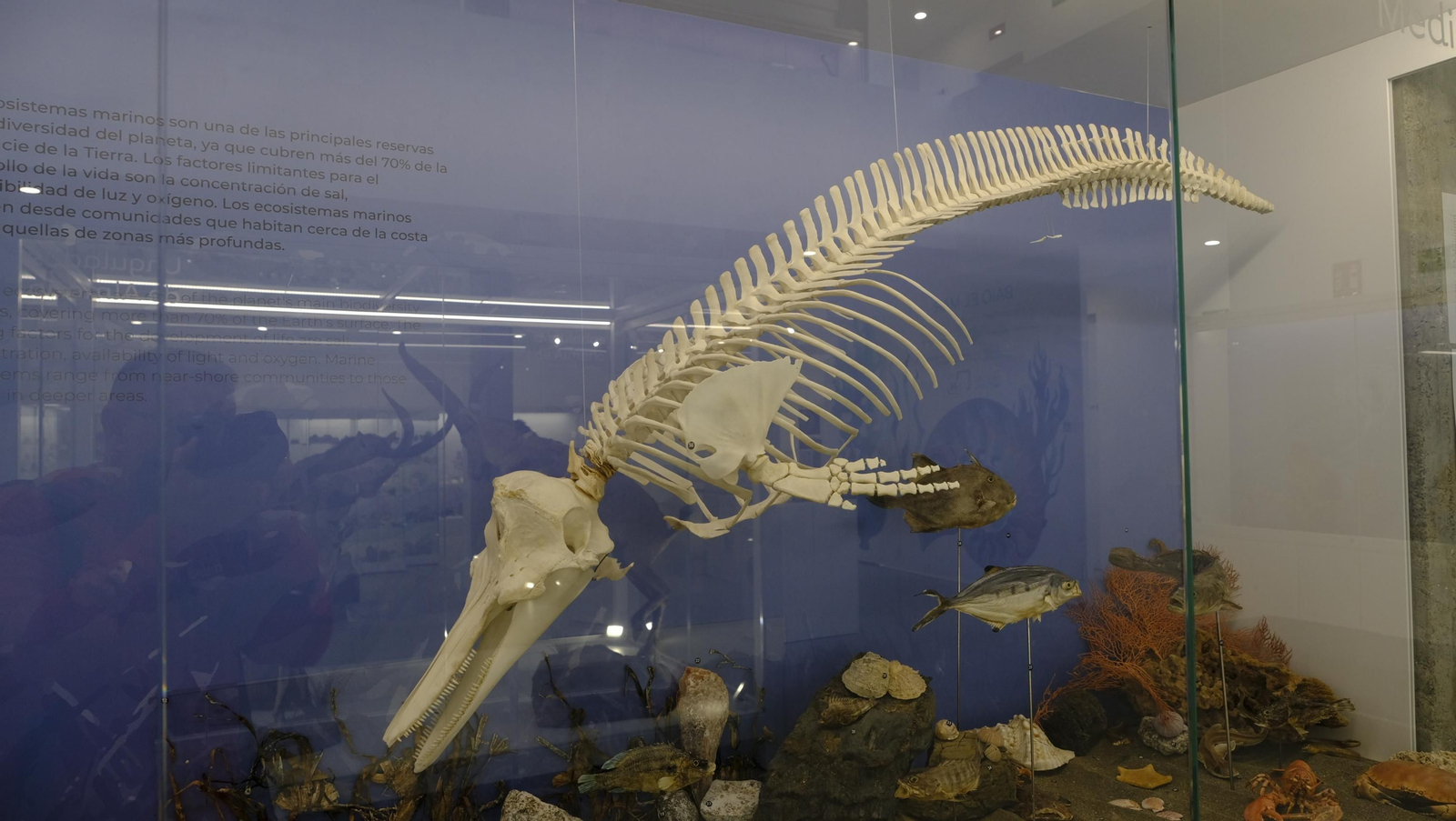 Descubre en estas fotos las maravillas que esconde el Pabellón de Historia Natural de la UAL