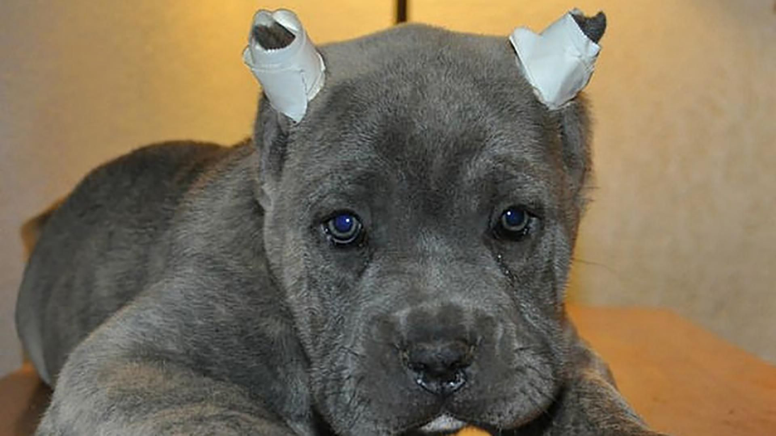 La mutilación en perros: por qué sigue siendo una práctica común aunque suponga multas de hasta 50000 euros La mutilación en perros: por qué sigue siendo una práctica común aunque suponga multas de hasta 50000 euros
