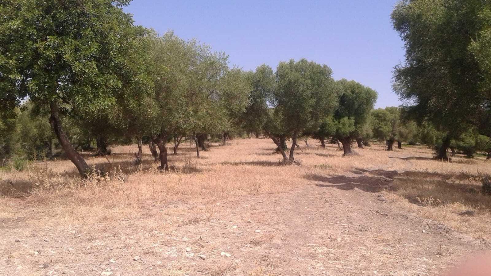 Los árboles sufren estrés hídrico.