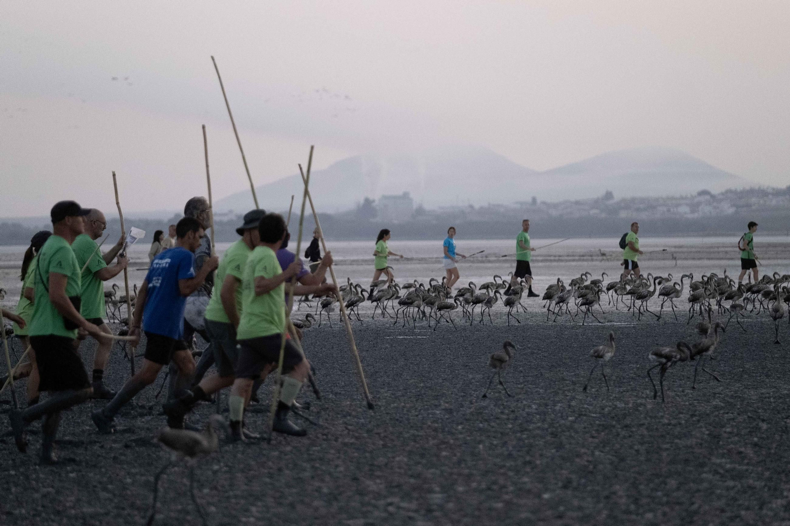 Anillamiento de flamencos en la Laguna de Fuente de Piedra, en imágenes