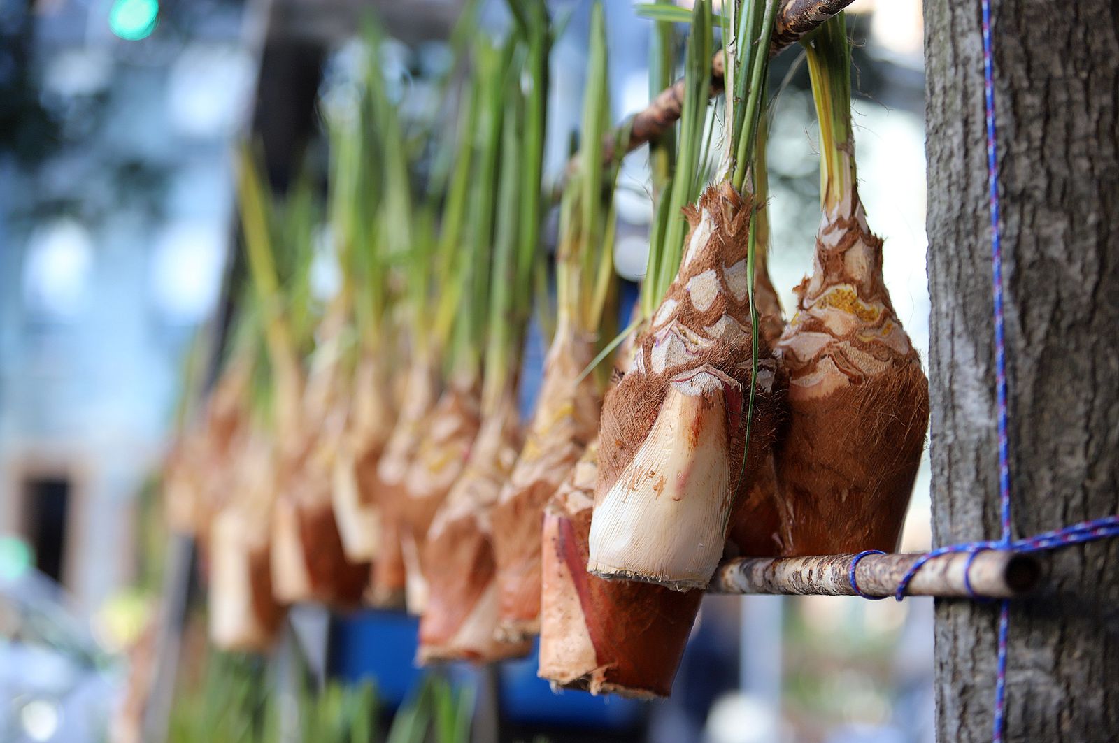 Imágenes de la procesión de San Sebastián en Huelva