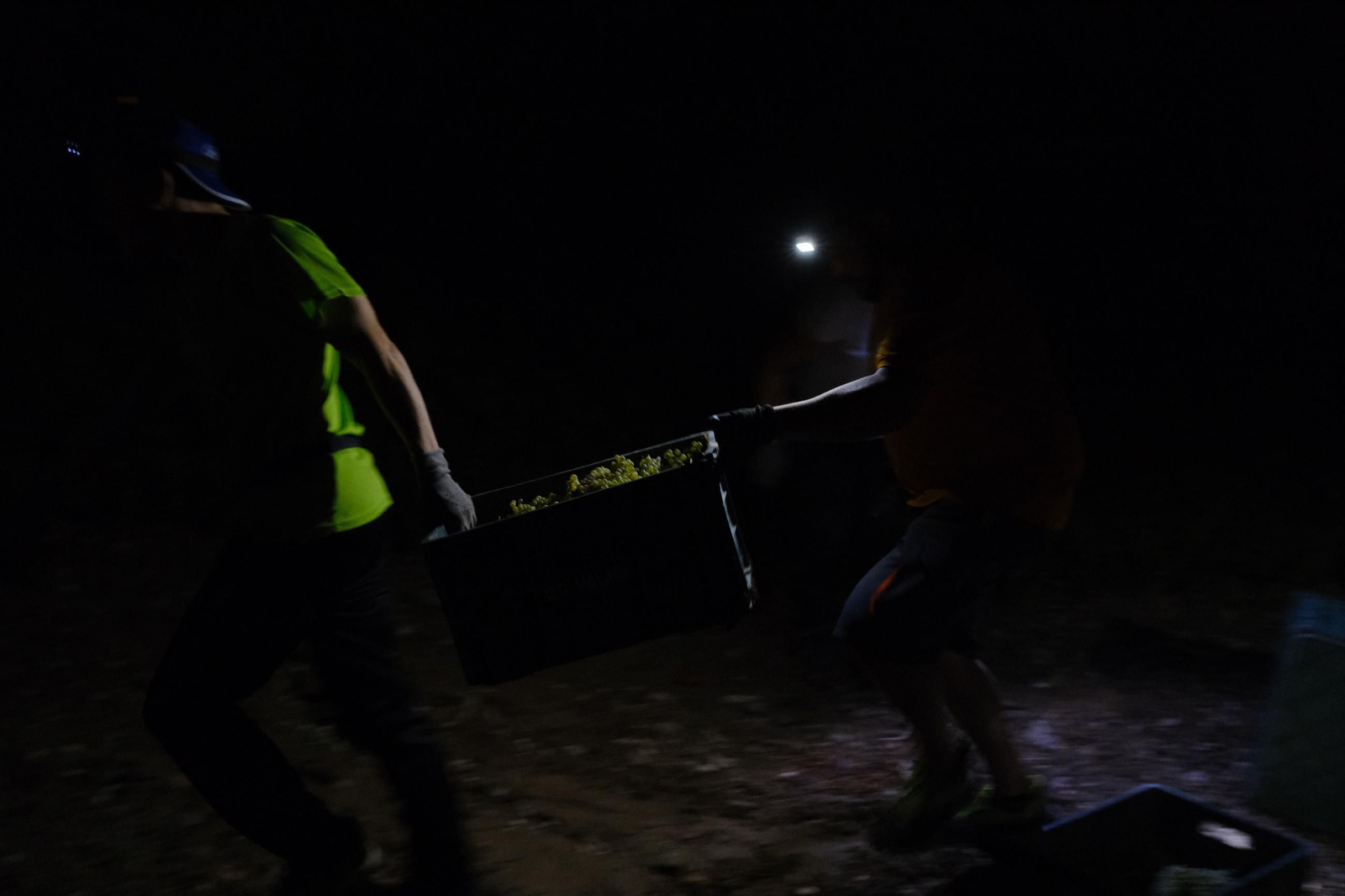Vendimia en la Serranía de Ronda