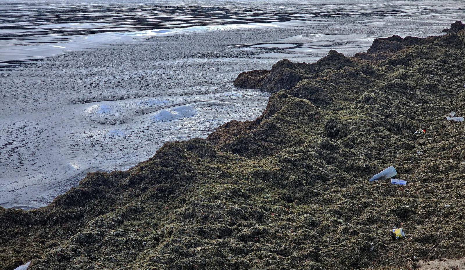 Fotos del nuevo arribazón de alga invasora en la playa de Getares en Algeciras
