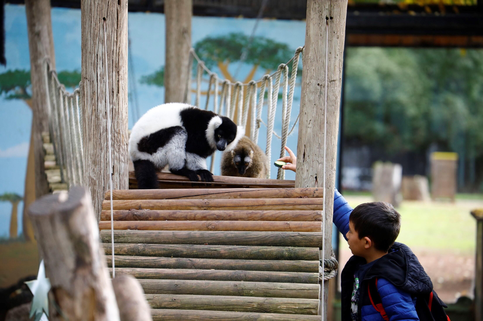 Así son las Aulas Específicas del Zoo de Córdoba en las que niños interactúan con lemures, en imágenes