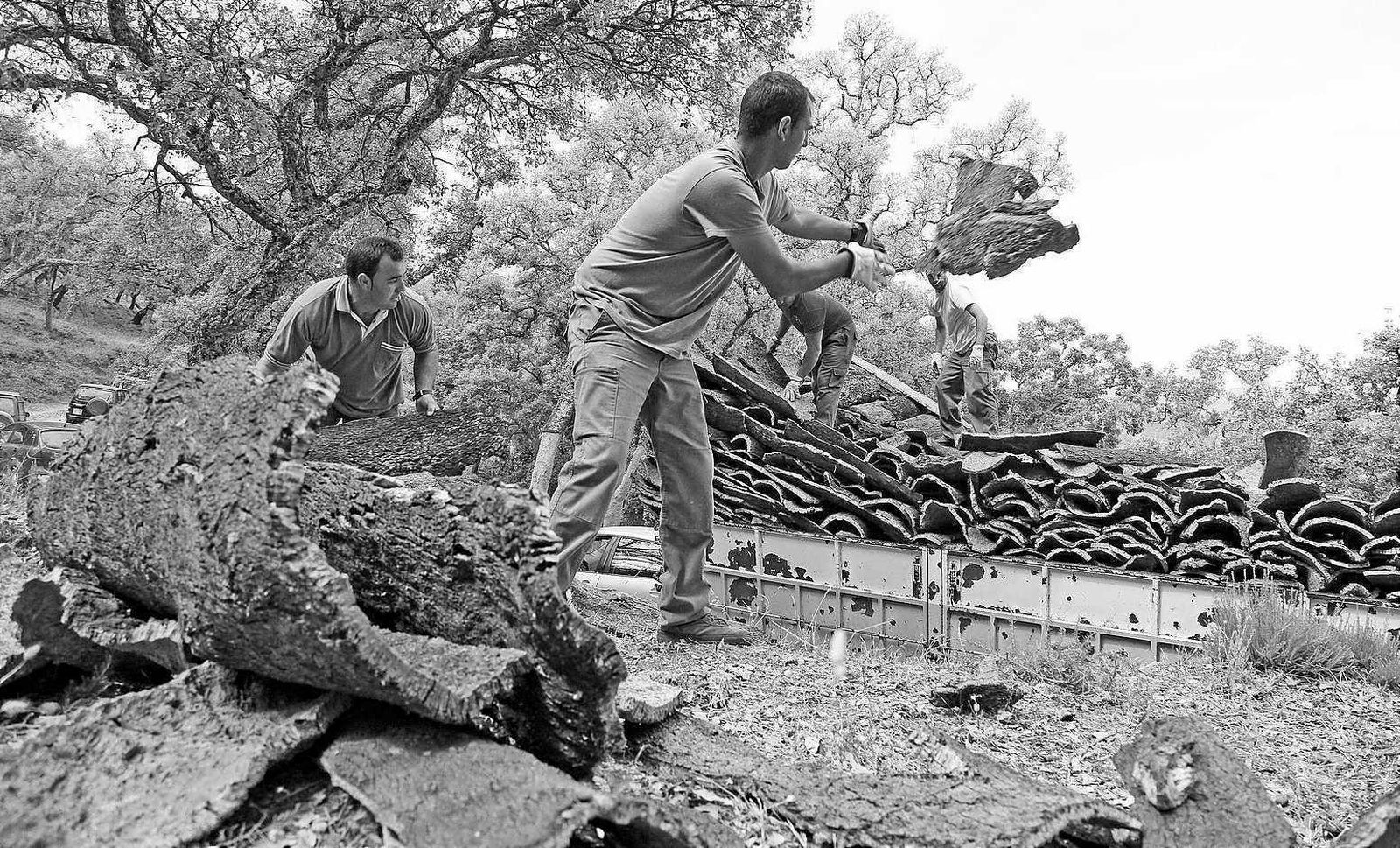 Varias personas cargan placas de corcho sobre un camión.