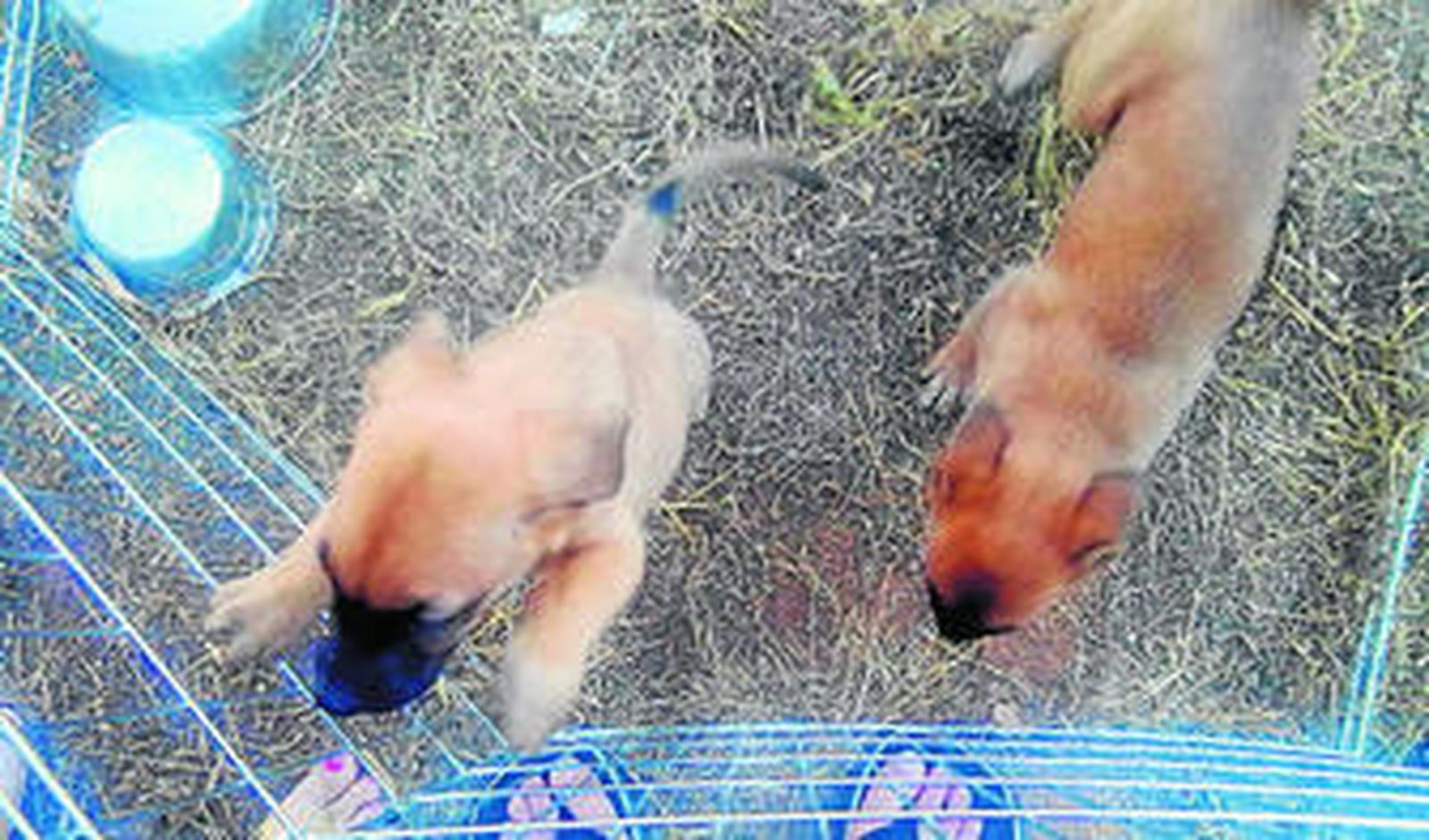 Dos cachorros que esperan ser acogidos en el refugio Ayandena.