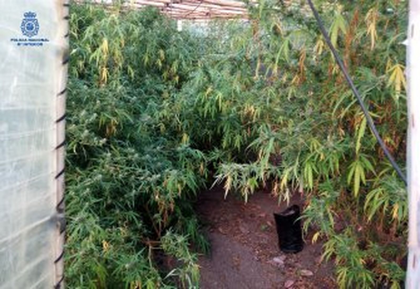 Desmantelan un invernadero de marihuana en una finca de Frigiliana