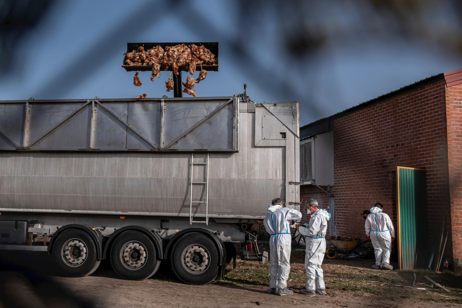 Veterinarios recogen cientos de aves sacrificadas por un foco de gripe aviar en una granja.