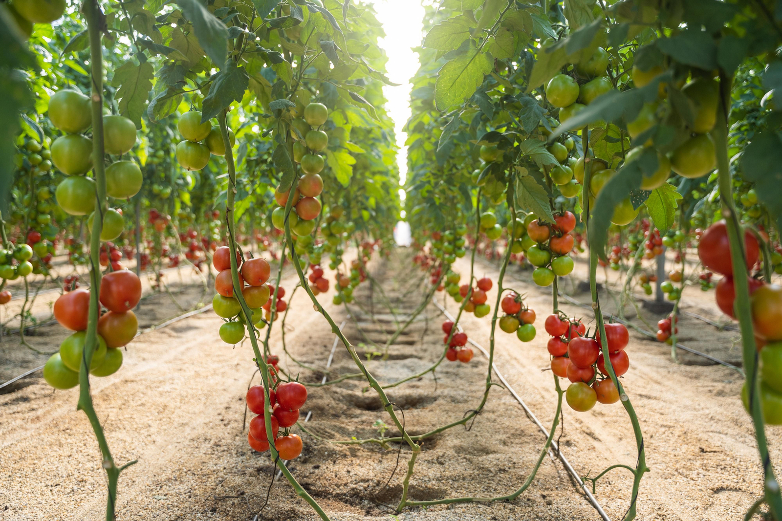 Desde un punto de vista agronómico, cuenta con una “gran sanidad de planta.