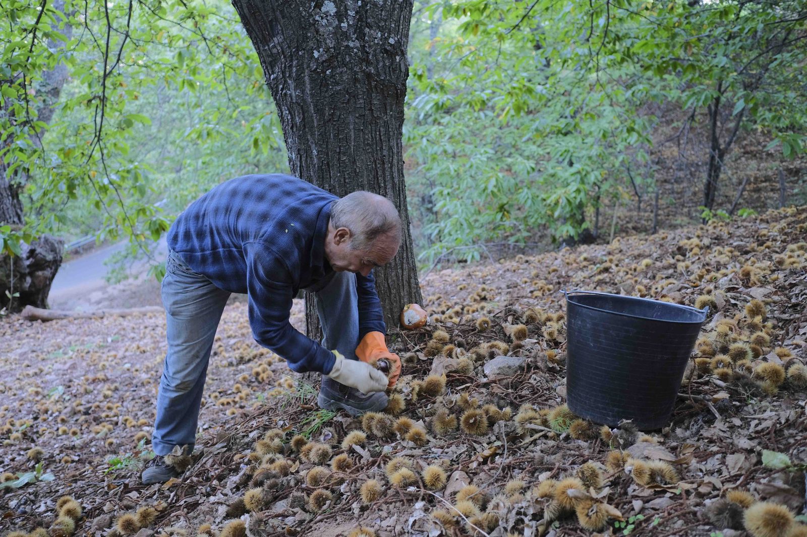 Cuadrillas en la recogida de castañas en el Valle del Genal
