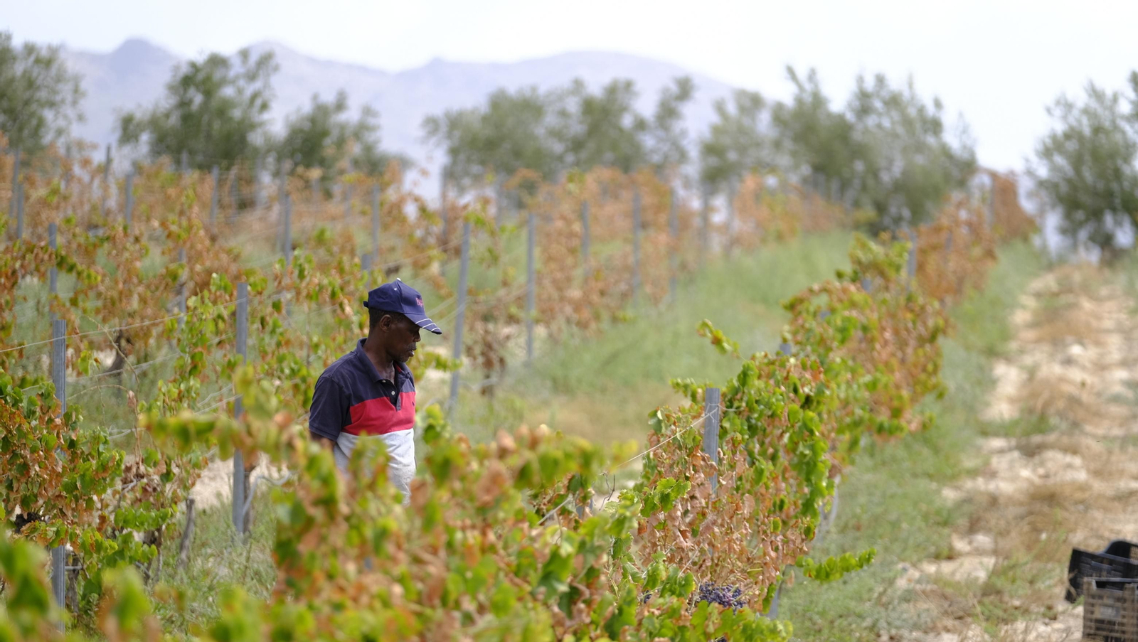 Llega la vendimia a las Bodegas Perfer, en Uleila del Campo