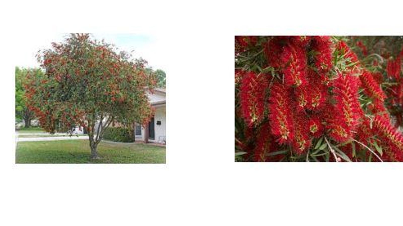 Callistemon Viminalis.
