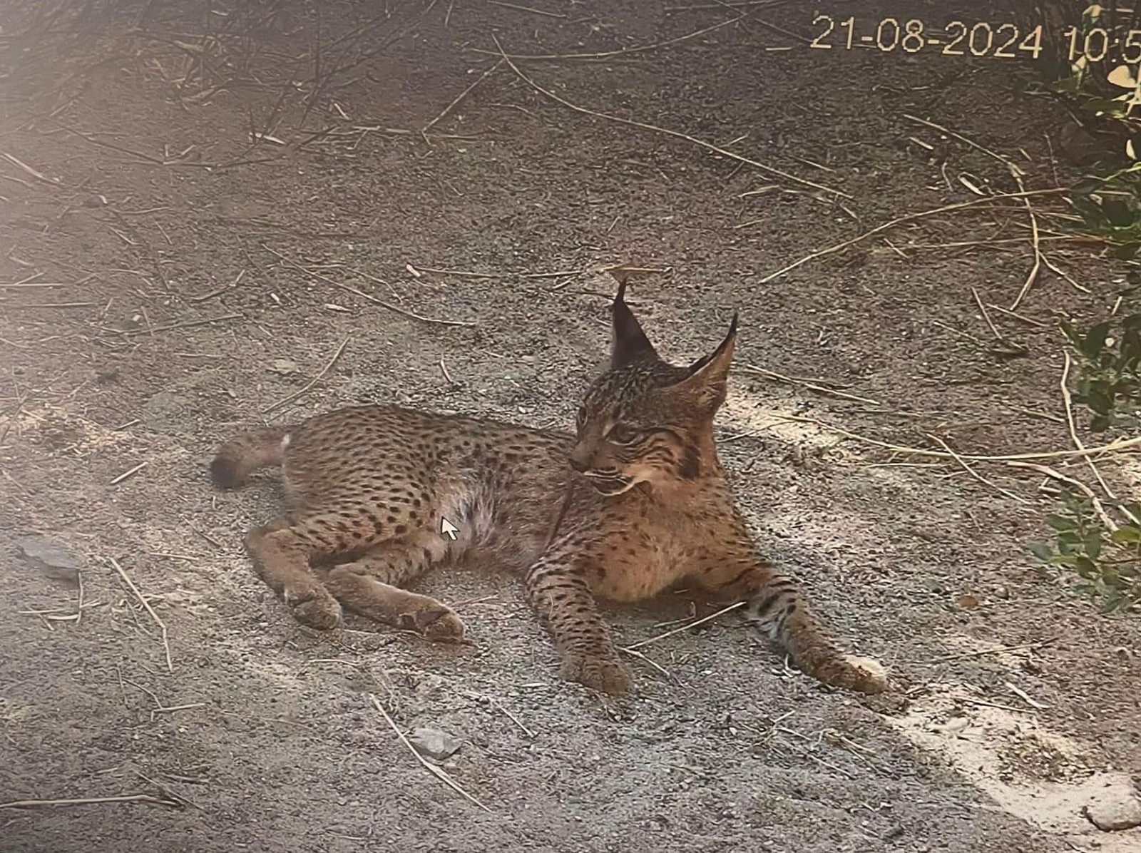 Último cachorro nacido este año en el Centro de Conservación de la Biodiversidad Zoobotánico de Jerez. Último cachorro nacido este año en el Centro de Conservación de la Biodiversidad Zoobotánico de Jerez.