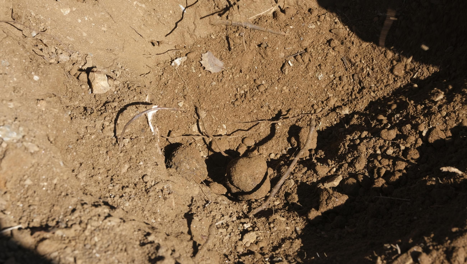 La trufa negra, el tesoro oculto de Laujar, en imágenes