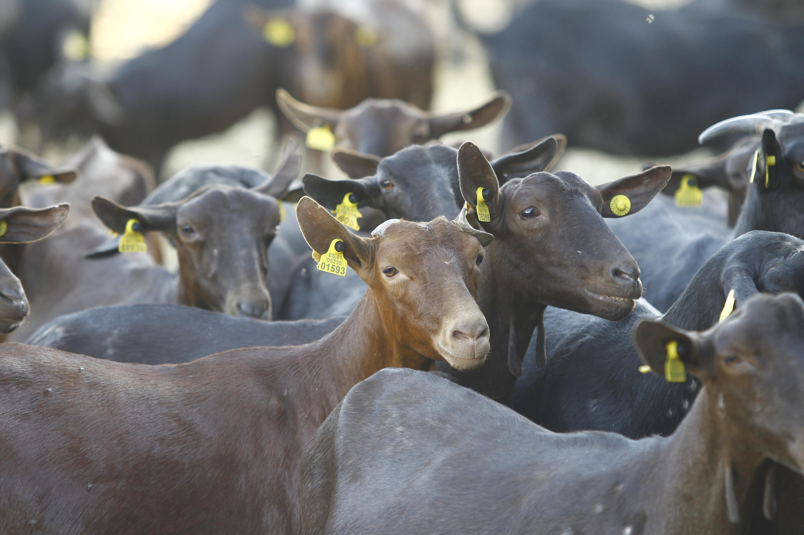 Cati Guirao, una ganadera hecha a sí misma, en imágenes