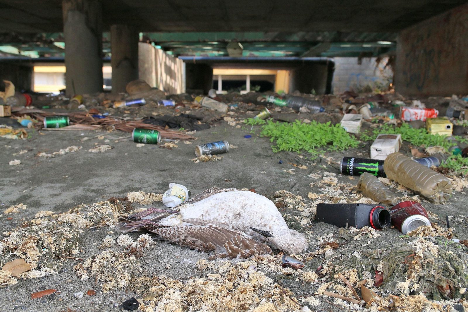 Un pájaro muerto entre vertidos en la desembocadura de la Rambla
