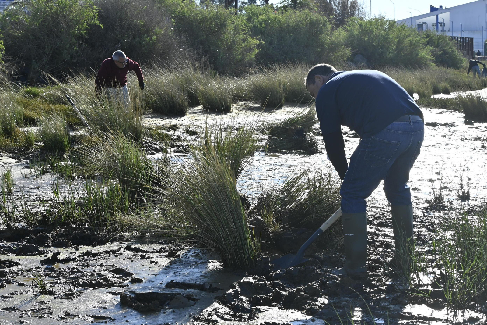 Plantación de la especie autóctona Espartina Marítima en imágenes
