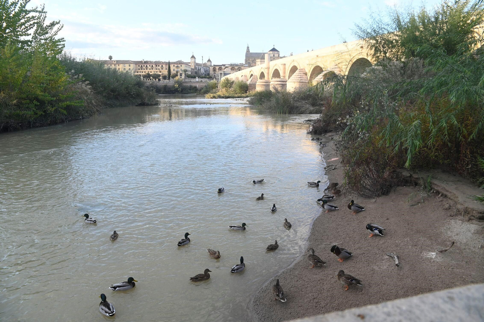 Aves acuáticas en los márgenes del río Guadalquivir a su paso por el Puente Romano.