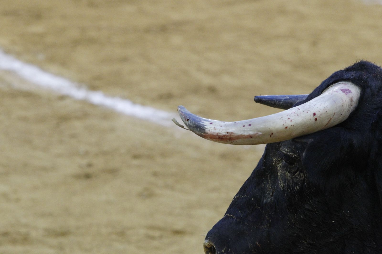 Fotogalería corrida toros Feria Santa Ana-Roquetas de Mar-El Juli-Perera-Aguado