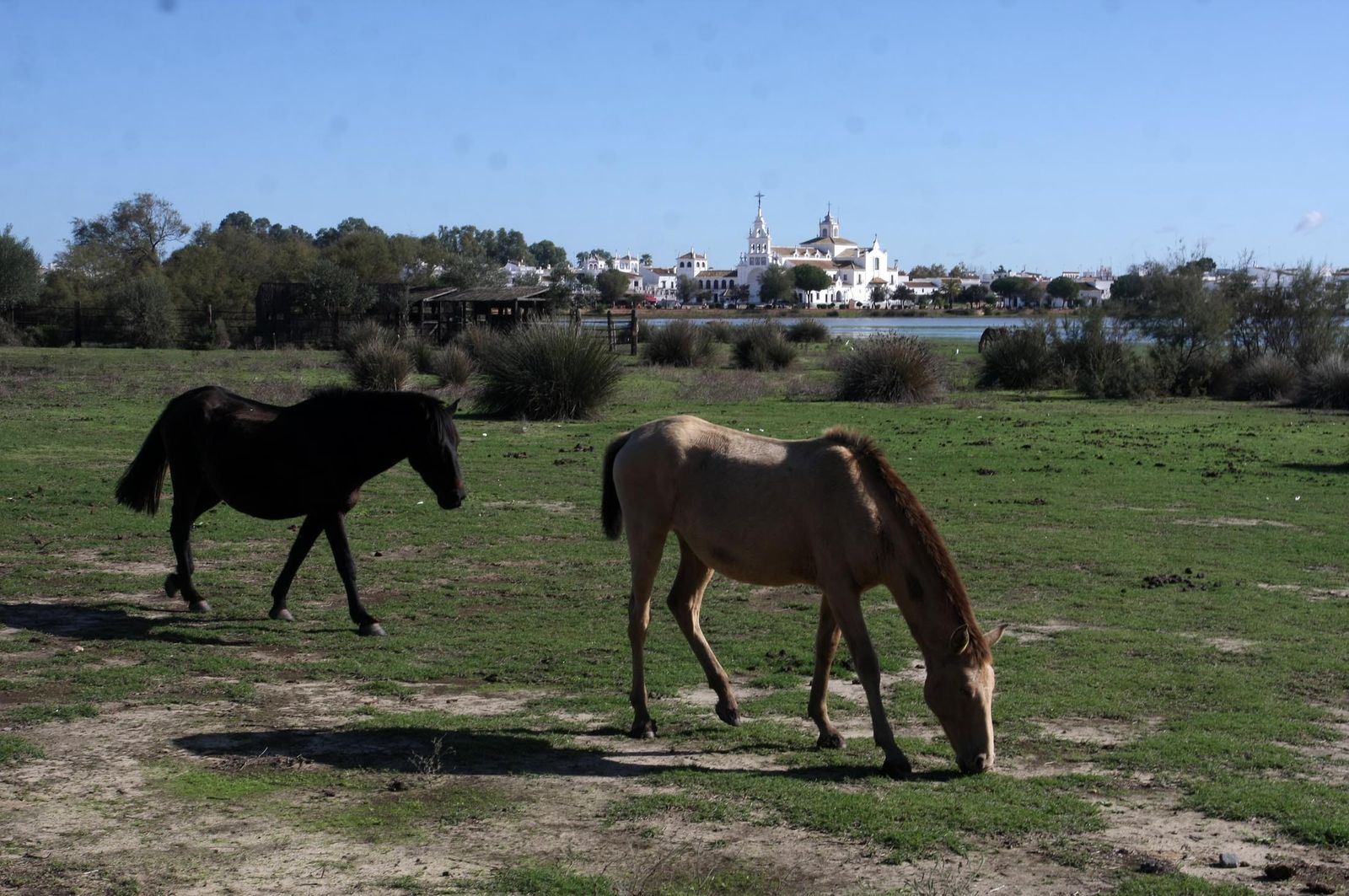 Imágenes de la marisma de El Rocío y de la laguna de El Portil tras las últimas lluvias